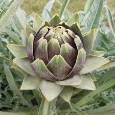 Le Gros Vert de laon